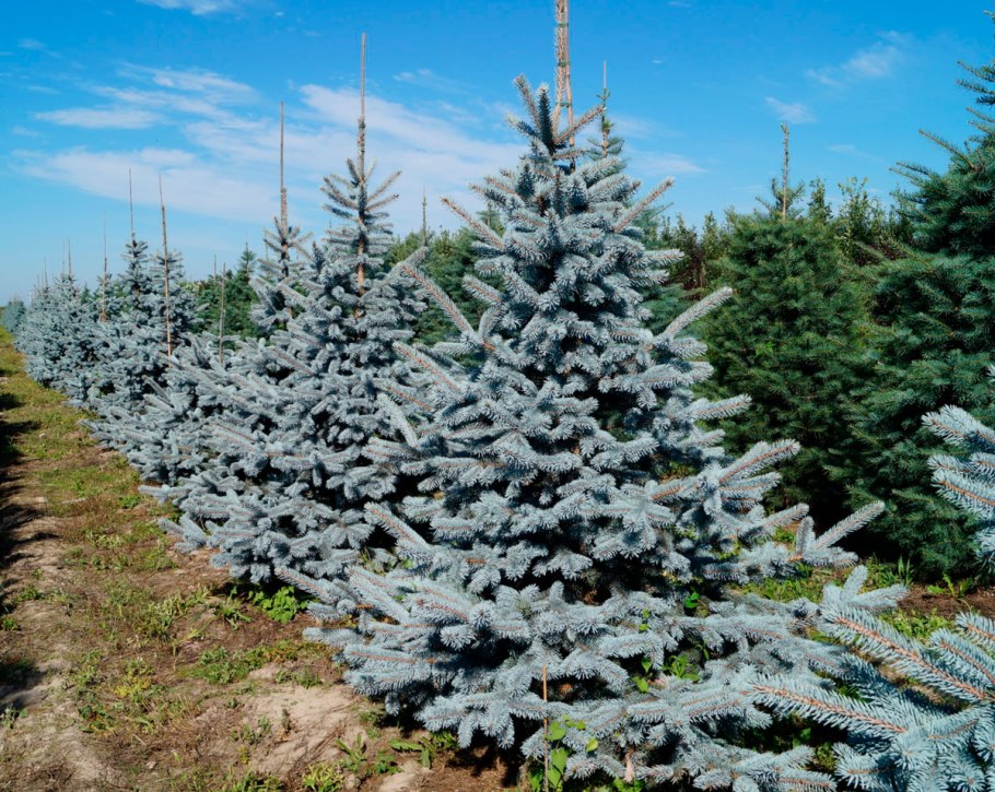 Ель Сибирская сизая