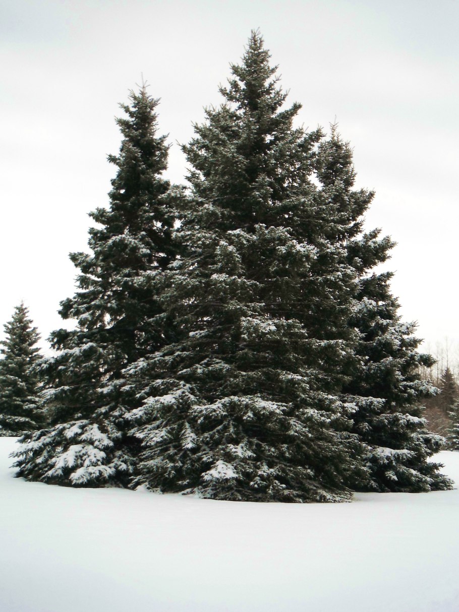 Ель колючая Балатон