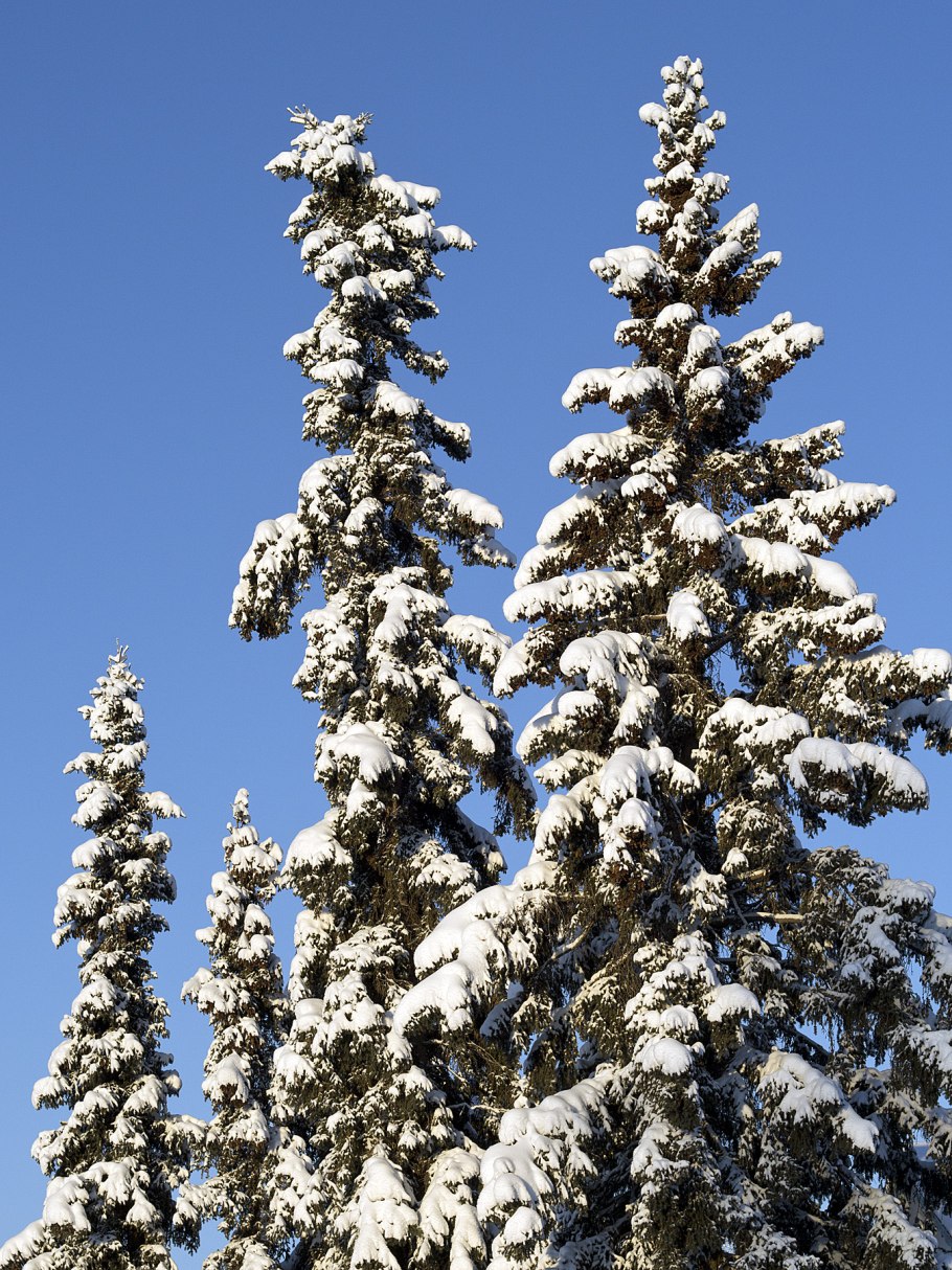 Ель колючая Хупси