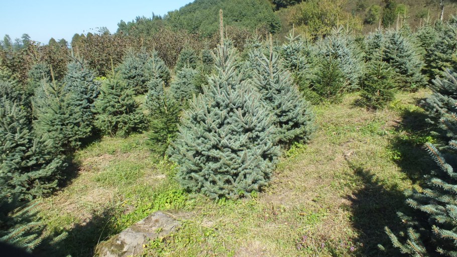 Елка с черными шарами