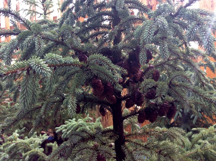 Заснеженная ель в лесу