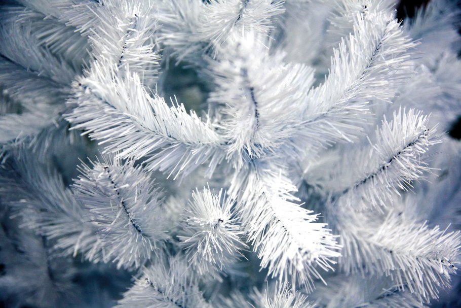 Ель колючая Маджестик Блю