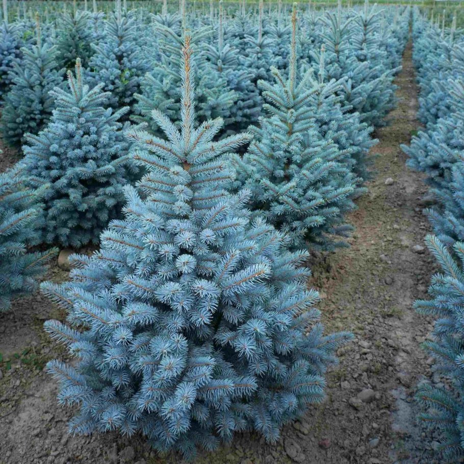 Ель черная Abies nigra