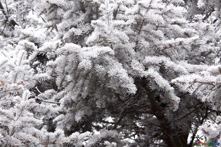 Ель Северная