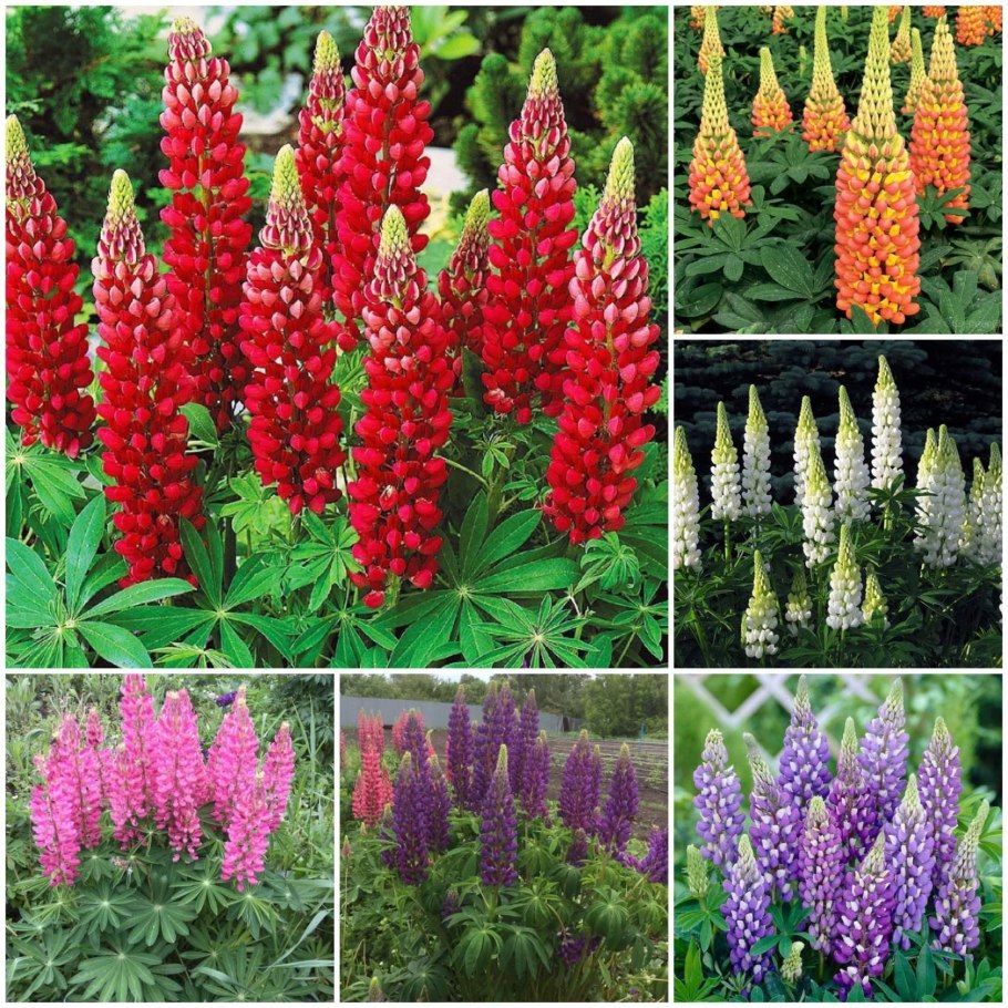 Астильба Арендса гранат