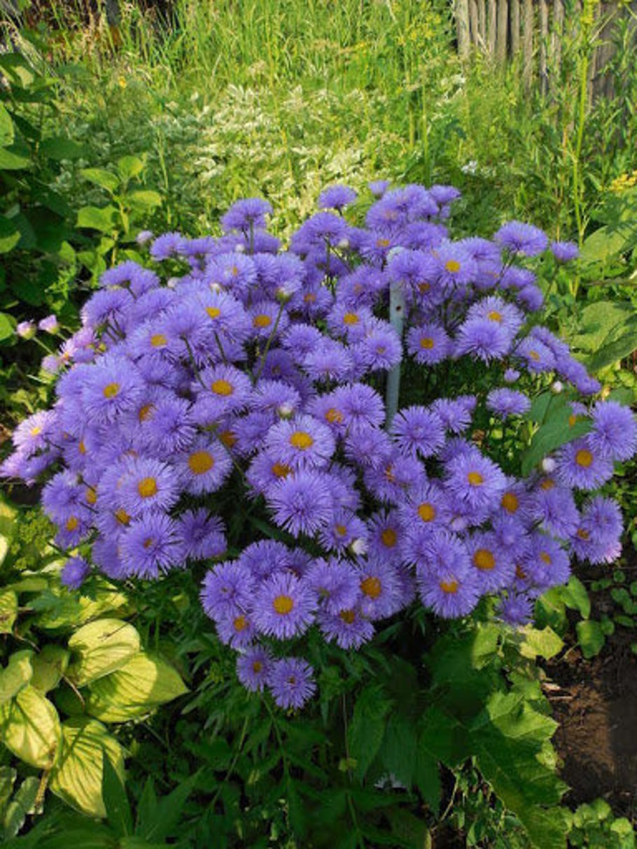 Обриета алиссум