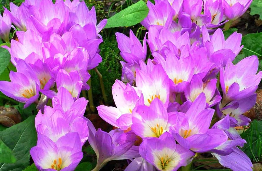 Безвременник великолепный