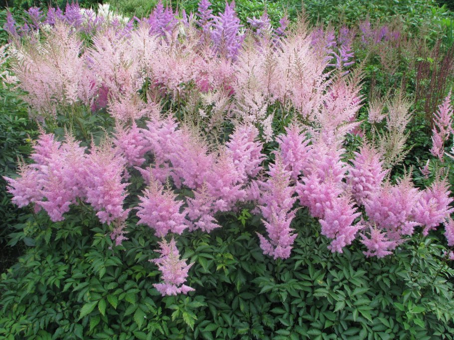 Астильба Арендса Шоустар