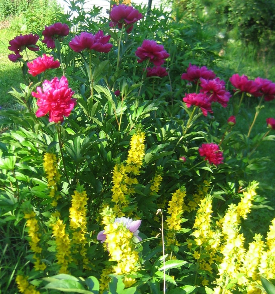 Купальница Садовая