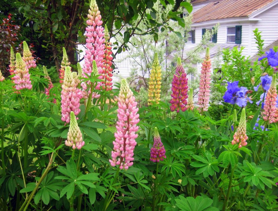 Мускари рокарий