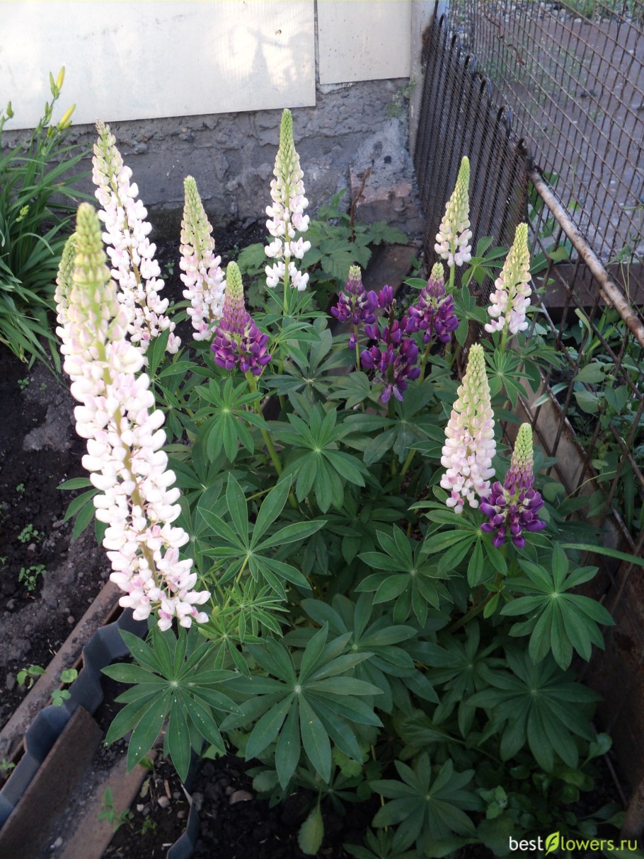 Дицентра в миксбордерах