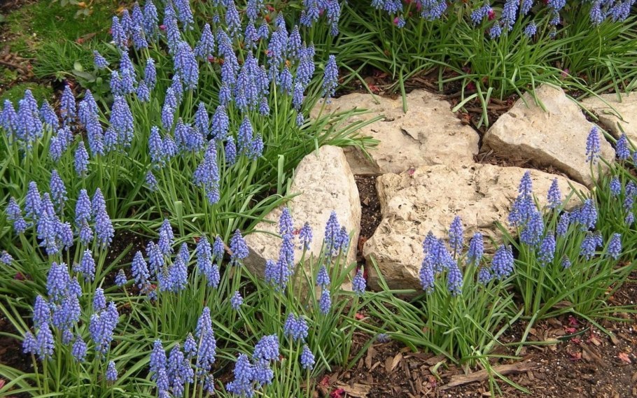 Астра кустовая Дженни