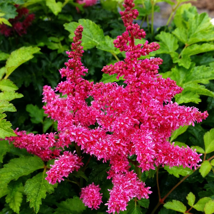 Лиатрис колосковый Флористан Вайолет