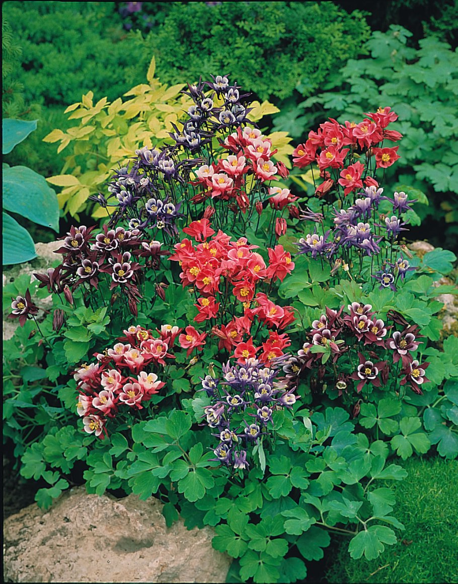 Цветы многолетники Матильда