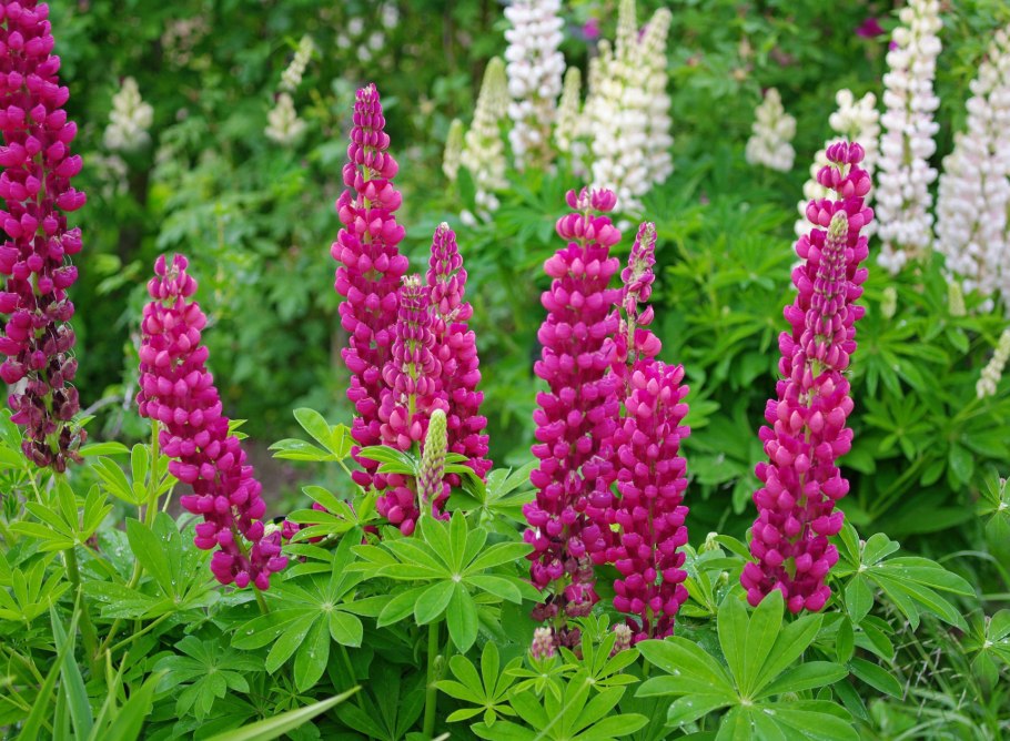 Люпин цветок многолетник