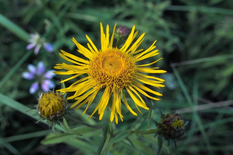 Девясил иволистный (Inula salicina l.)