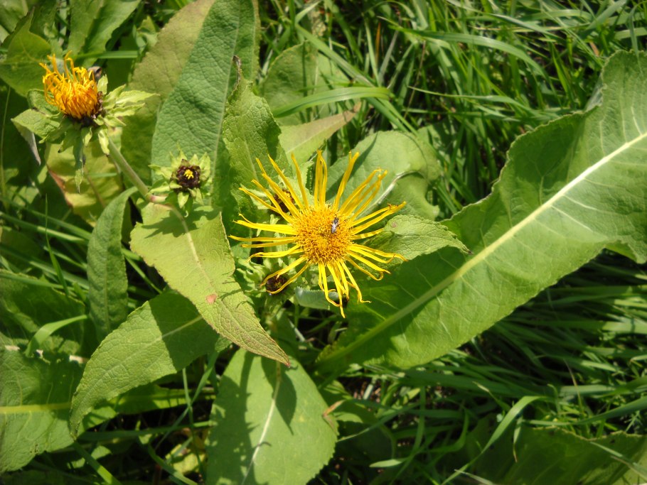 Девясил высокий (Inula Helenium l.)