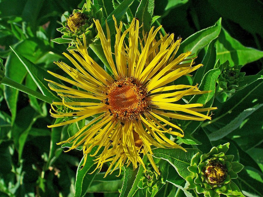 Inula Helenium