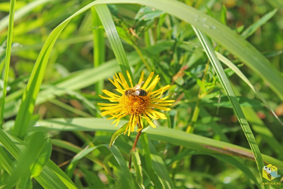 Inula Helenium l.