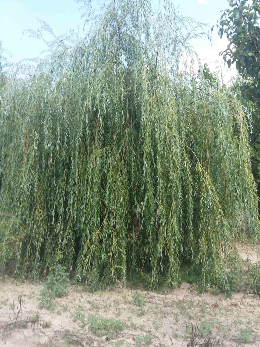Ива белая плакучая Salix Alba 'pendula'