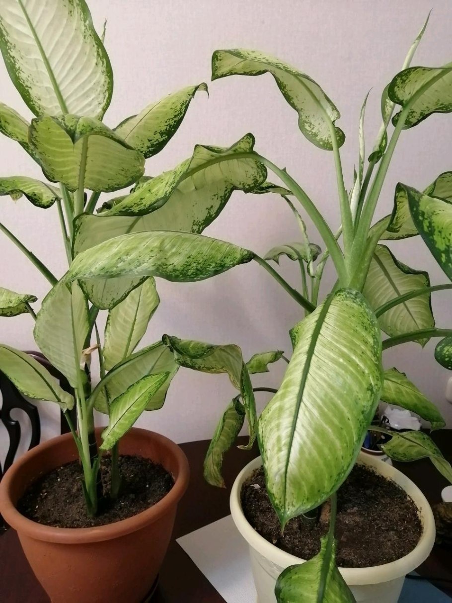 Диффенбахия цветок