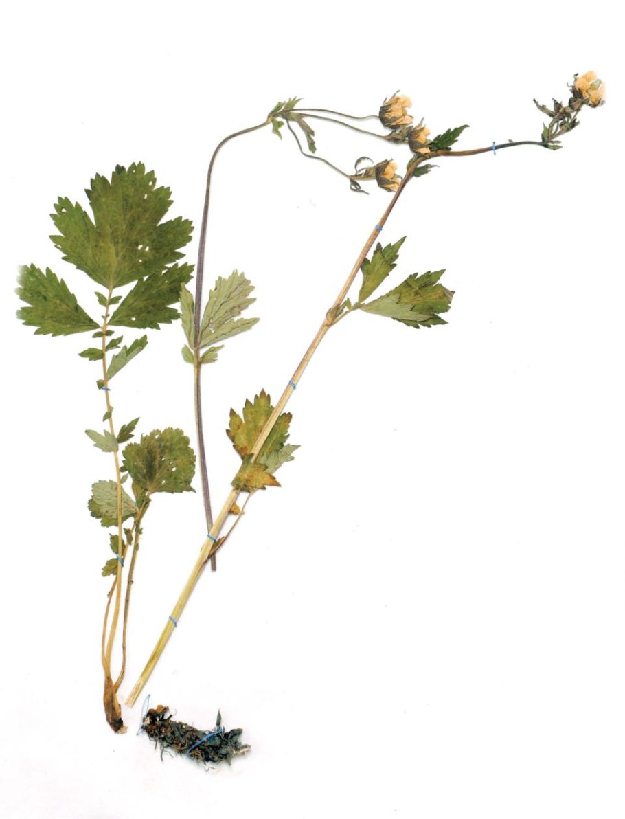 Geum urbanum гербарий