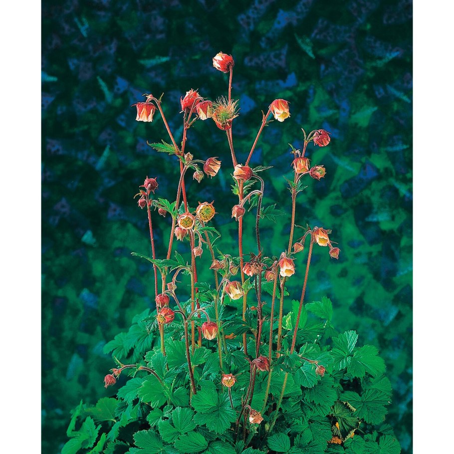 Гравилат Речной – Geum Rivale