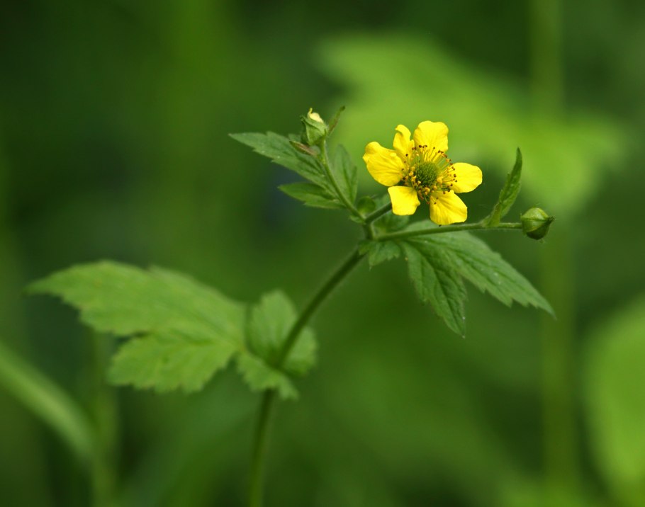 Гравилат Geum Citronge