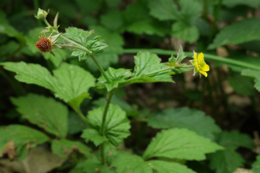 Гравилат городской Geum urbanum l.