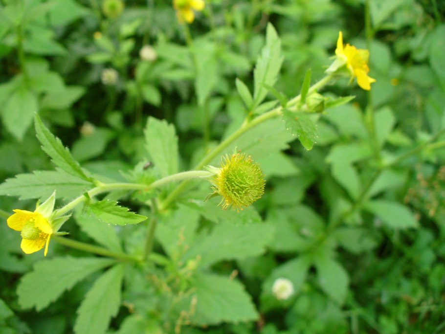 Гравилат городской (Geum urbanum)
