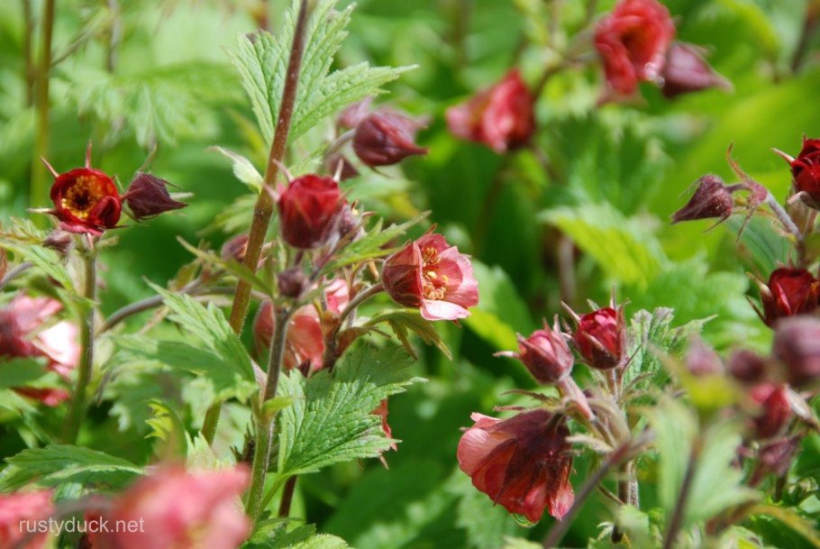 Гравилат ярко-красный (Geum coccineum)