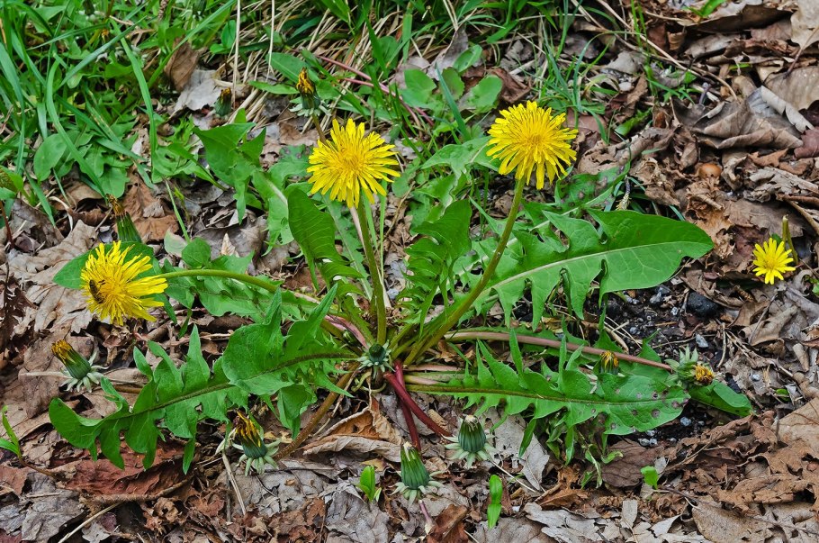 Одуванчик лекарственный – Taraxacum officinale