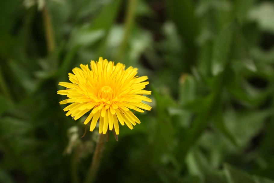 Одуванчик лекарственный – Taraxacum officinale