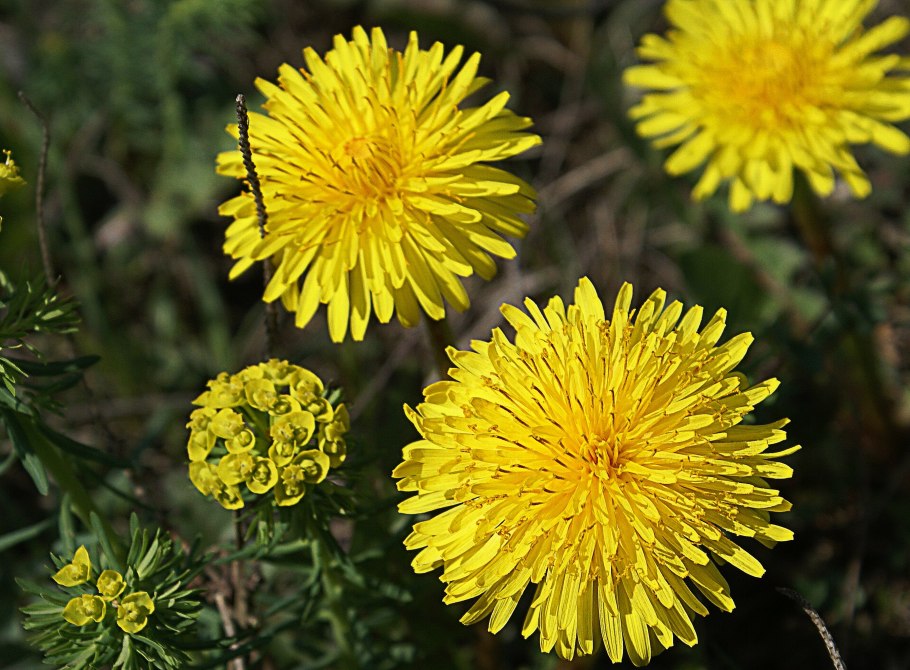 Одуванчик лекарственный (Taráxacum officinále)