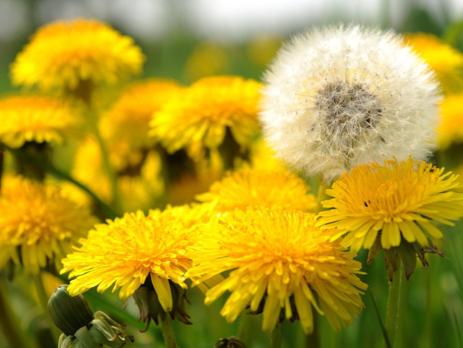 Одуванчики Геншер
