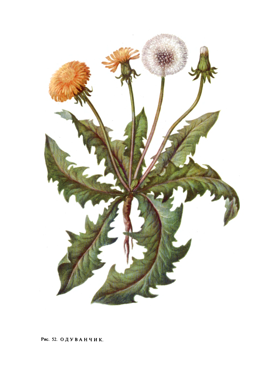 Одуванчик линейнолистный