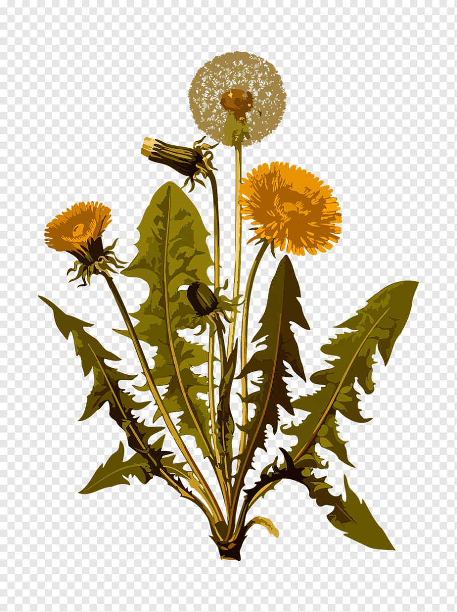 Одуванчик лекарственный taraxacum officinale