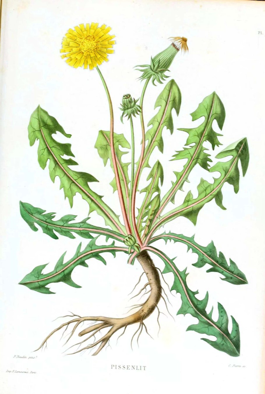 Полевые цветы одуванчик