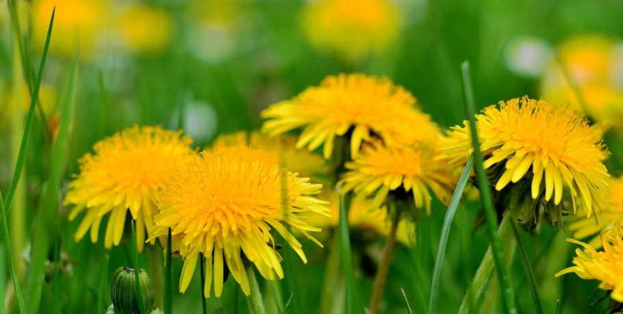 Одуванчик лекарственное растение