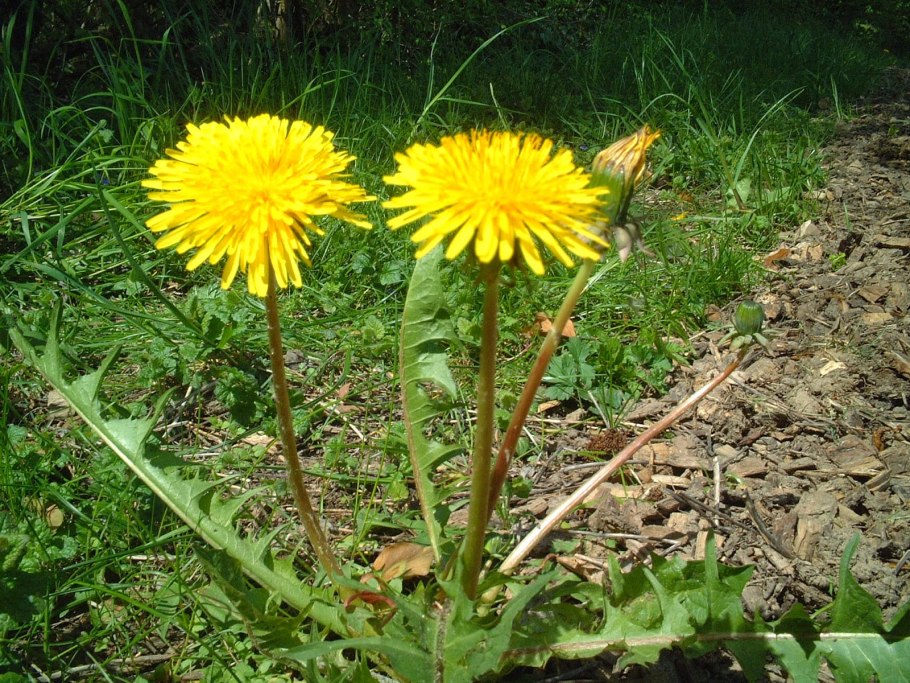 Одуванчик это травянистое растение