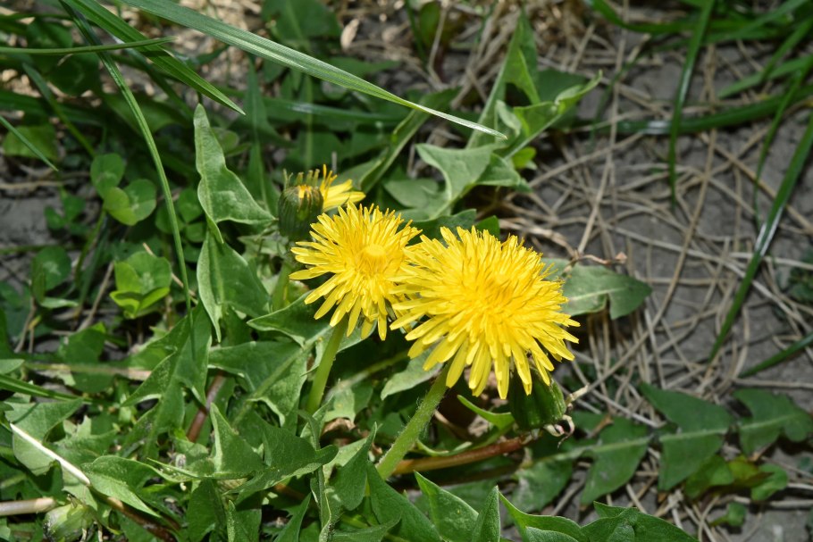 Полезные травы одуванчик