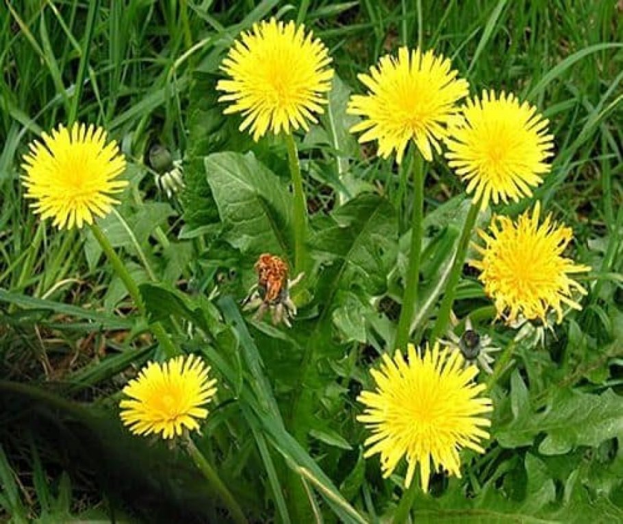 Одуванчик лекарственный- Taraxacum officinale web.