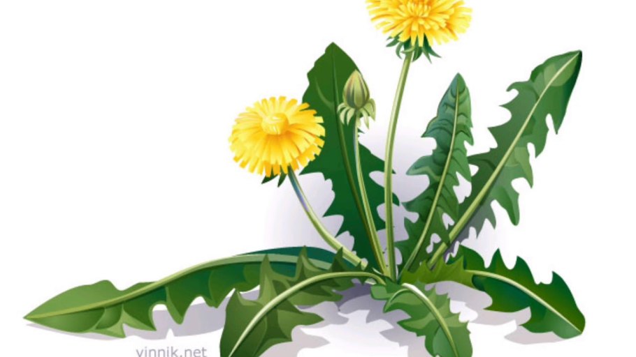 Мать-и-мачеха и одуванчик