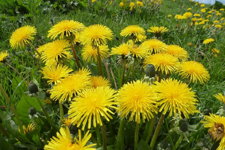 Одуванчик лекарственный (Taráxacum officinále)