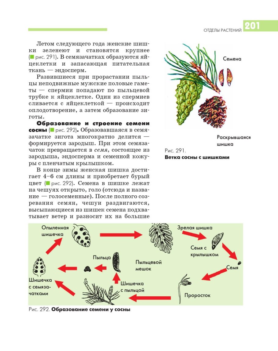 Ель пихта кедр семена