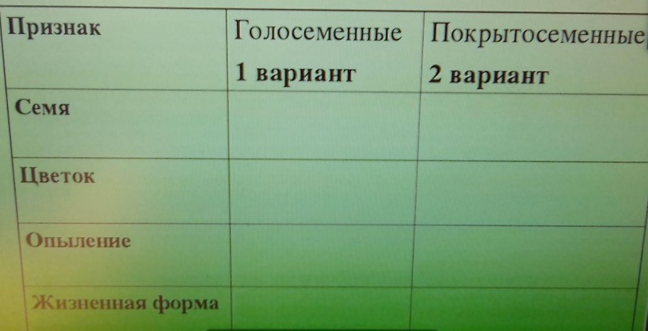 Мужские и женские шишки голосеменных растений