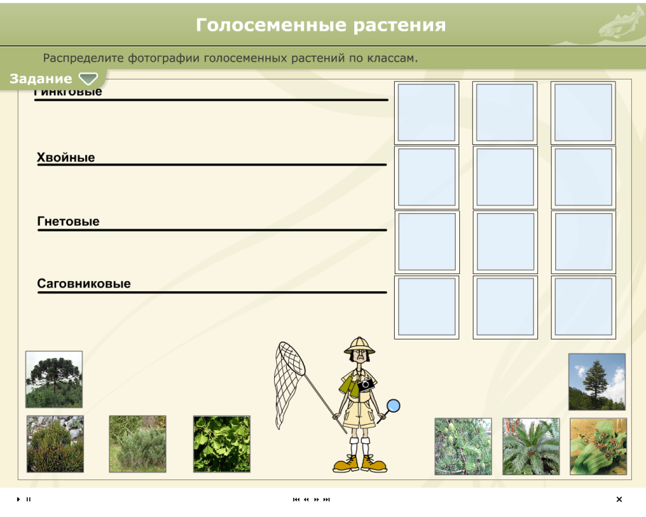 Голосеменные растения распространены по всему земному шару?