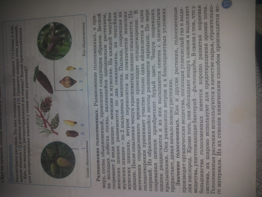 Разнообразие хвойных