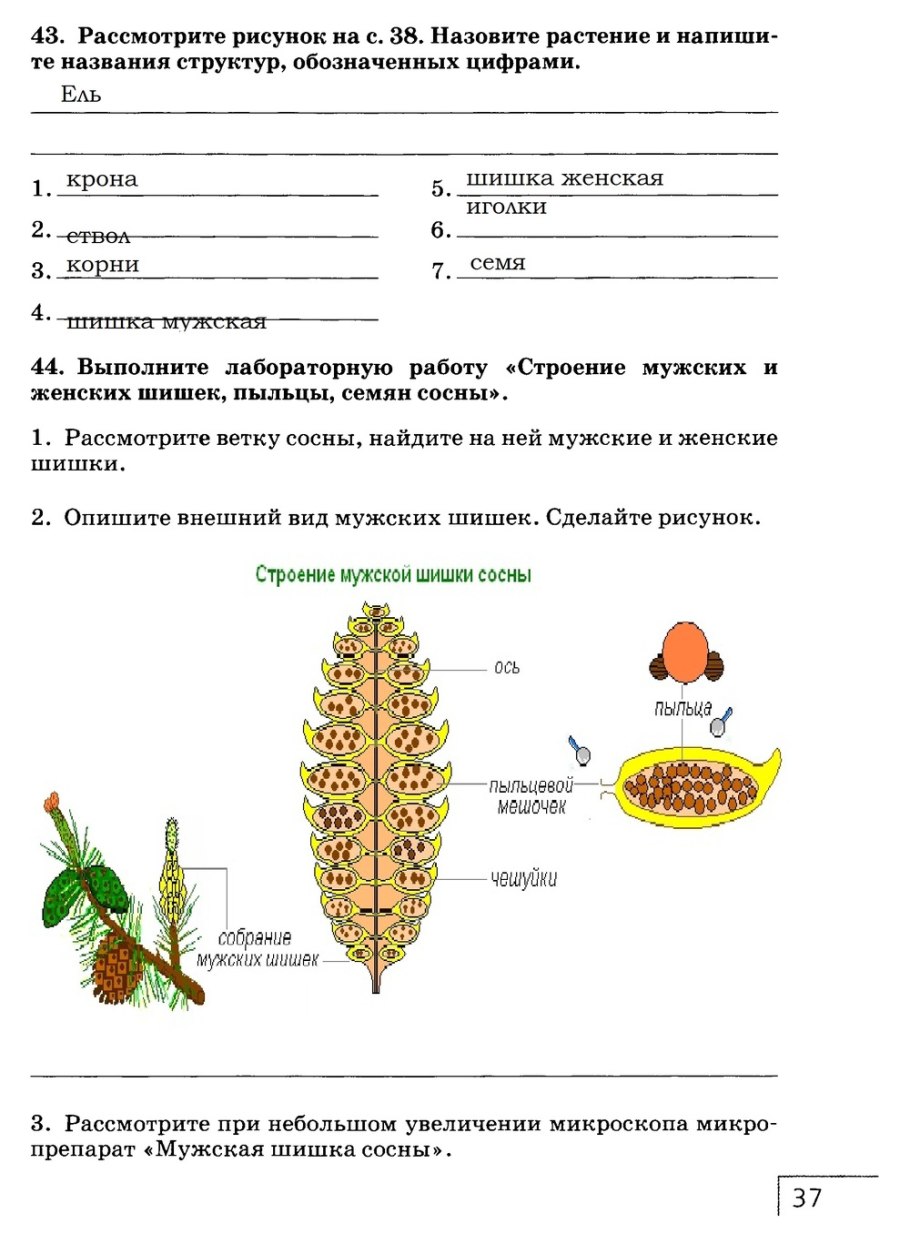 Биология 6 класс Однодольные и двудольные растения таблица