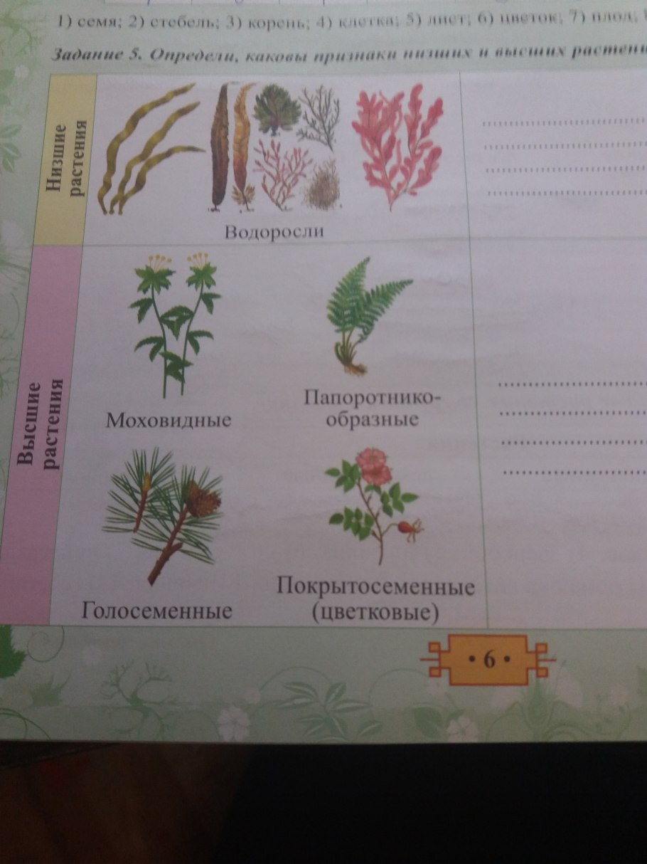 Органы лиственницы